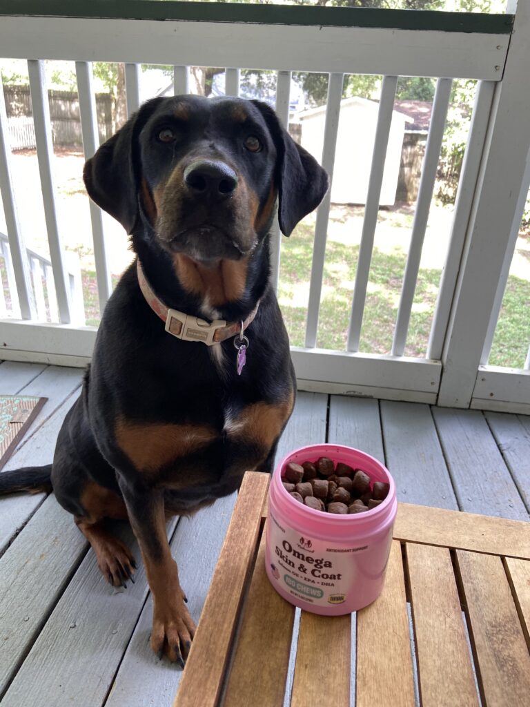 Maisy the dog standing next to treats